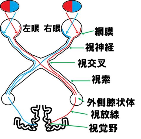 視交叉城郭|視神経の半交叉・視覚伝導路の仕組みをわかりやすく。